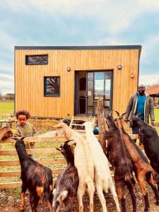 a group of goats standing in front of a building at Tiny House nature proche Montargis - 1h de Paris ! in Girolles +6 photos