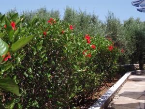 a row of red flowers on a hedge at Villas Michalis in Chorafakia
