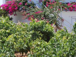 a garden with pink flowers on a white building at Villas Michalis in Chorafakia