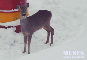 a deer standing in the snow at MUSES BNB Bed & Breakfast in Bergvik