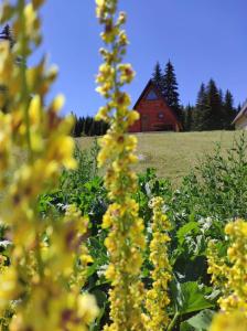 a field of yellow flowers with a barn in the background at Wooden cottage Podgora in Žabljak