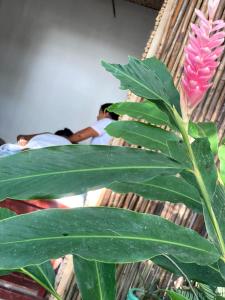 a pink flower on a green plant with people in the background at Ekaa Hotel in Palomino