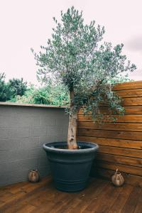 un árbol en maceta en una olla en un suelo de madera en Zenansa spa privatif en Quaregnon