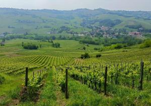 vista su un vigneto sulle colline di [Oltrepo'] Dimora nei vigneti vicino a Ics Maugeri a Santa Maria della Versa