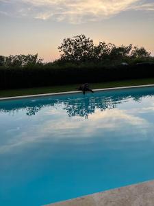 Bazén v ubytovaní Appart13 piscine chauffée de luxe Belvoir13 à 10 min d Aix alebo v jeho blízkosti