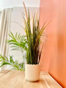 a plant in a white pot sitting on a table at Le Terra Cotta - Lumineux - Tout Confort - proche gare - NOUVEAU in Lorient +22 photos
