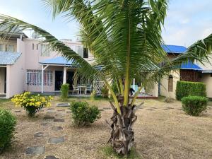 a palm tree in front of a house at Studio at Grand Baie 100 m away from the beach with shared pool furnished terrace and wifi in Grand-Baie