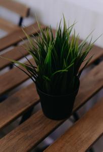 a plant sitting on top of a wooden bench at VIP апартаменты однокомнатная квартира in Uralsk