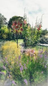 a garden with a bunch of flowers in a field at A Villa di Rutali in Rutali