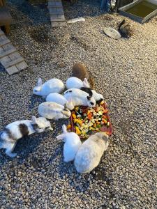 a group of kittens laying on the ground eating food at le gite de zoelie in Chaineux