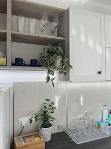 a kitchen with a plant in the corner of a kitchen at Classic Modern Apartment with Parking Place in Sofia