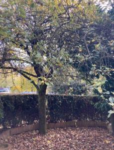 a tree in front of a hedge with leaves on the ground at Lovely studio 35 m2 with garden. 2/4 people in Le Chesnay