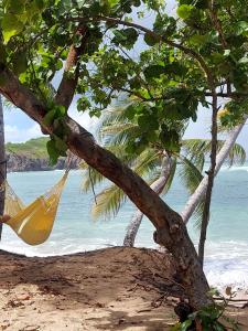 a hammock hanging from a tree on a beach at Meryem in La Trinité