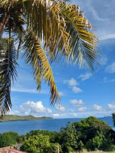 un palmier avec vue sur l'océan dans l'établissement Meryem, à La Trinité