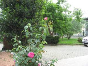 Vonkajšia záhrada v ubytovaní Casa Bruno B&B