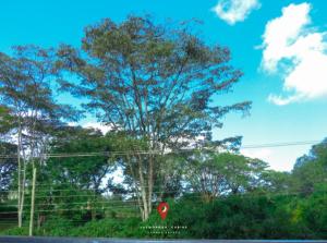 un cartello di stop davanti a un albero di Jaymorgan' Cabins. a Nyeri