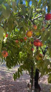 a tree with lots of fruit on it at Bio&B Acquaviva in Otranto