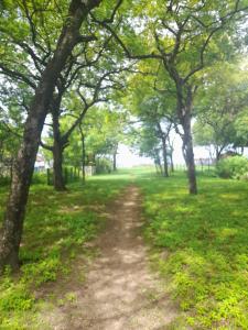 a dirt road through a park with trees at Mola Mola Surf Popoyo in Popoyo