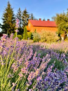 a field of purple flowers in front of a red barn at Lawendowa Sonata in Nowe Miasto