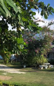 um parque com flores cor-de-rosa e um banco e árvores em Airport Beach Hotel em Montego Bay