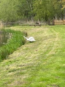 um pássaro branco sentado na relva ao lado de um lago em Willow glamping em Norwich