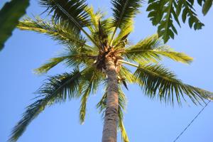 uma palmeira com o céu ao fundo em FOLIO PARADIS em Saint-Pierre