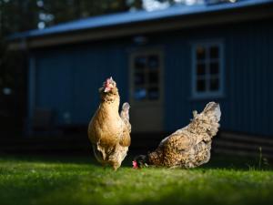 two chickens standing in the grass in the yard at Backyard Village in Hveragerði