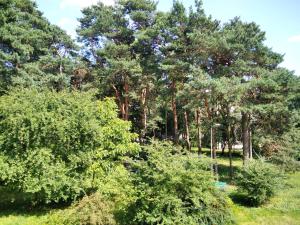un grupo de árboles y arbustos en un parque en Apartament Górka Zdrój en Busko-Zdrój
