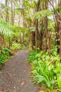 a path through a forest with plants and trees at Halema'uma'u- Hale Kumu La'au in Volcano