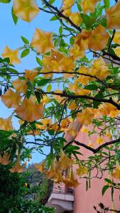 un montón de hojas amarillas en un árbol en Varigotti Tropical Garden - full floor apartment en Varigotti