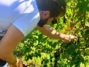 Hosté ubytování Agriturismo BioCore 2 - Colledoro