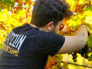 Hosté ubytování Agriturismo BioCore 2 - Colledoro
