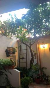 een boom in de hoek van een huis met planten bij Appartamento Chloe R2396 in Quartu SantʼElena