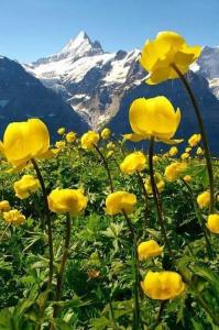 a group of yellow flowers in front of a mountain at UBAYE.MEXICO in Barcelonnette