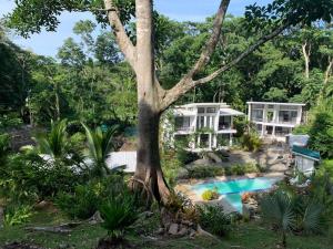 una casa con un árbol y una piscina en Casa Presidente (5 bed/5 bath/AC/infinity pool) en Punta Uva
