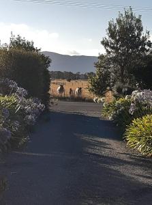 a driveway with flowers and a field in the background at 15 On Wards in Greytown