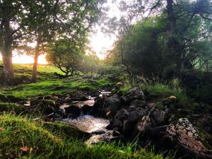 a stream in a forest with rocks and trees at Glyndwr Bell Tent in Builth Wells