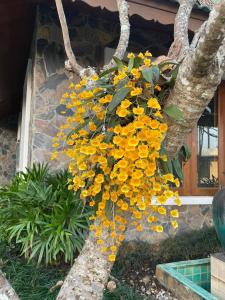 a bunch of yellow flowers hanging from a tree at Green Tree Resort กรีนทรี รีสอร์ต in Ban Nong Ho