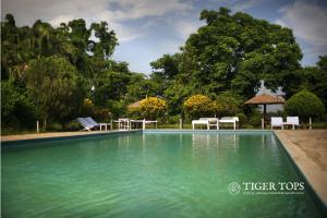 einen Pool mit grünem Wasser, Stühlen und Bäumen in der Unterkunft Tiger Tops Tharu Lodge in Chitwan