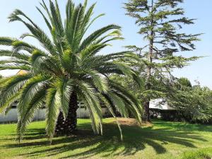 a palm tree in a yard next to two trees at Casa de verano La Gaviota en Asturias in Villaviciosa