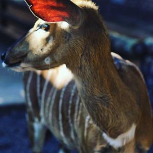 un ciervo de juguete con un sombrero rojo en la cabeza en Woodpecker Villa Guesthouse, en Thabazimbi