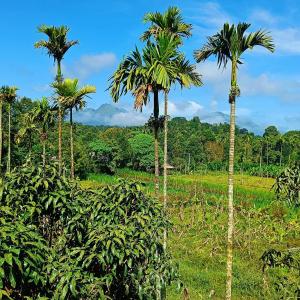 un grupo de palmeras en un campo en Nostalgia Homestay, en Vythiri