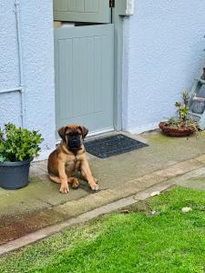 a brown dog sitting in front of a door at Doornboom Farm Self Service in Heidelberg