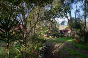 um jardim com árvores e uma casa ao fundo em Country Nirvana em Pataua