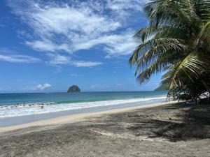 a beach with a palm tree and the ocean at Villa O'Mullane in Le Diamant