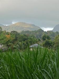 a field of tall green grass with a mountain in the background at Nostalgia Homestay in Vythiri