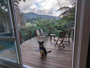 a dog standing on a wooden porch with a view at Welcome on Wellington in Warburton