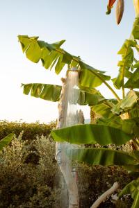 a water bottle hanging from a banana tree at eftopia 