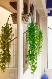 two potted plants hanging on a door at The Rina Hostel in Agadir