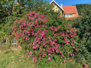 un gran arbusto de flores rosas frente a una casa en Fuchsbau, en Walsrode